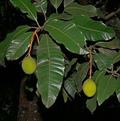 انبه کوئینی / انبه معطر